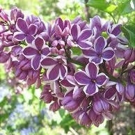 Liliac Syringa Vulgaris Roz Cu Alb Dublu, 1 Bucata