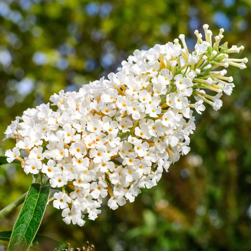 Buddleja Liliac de Vara Alb