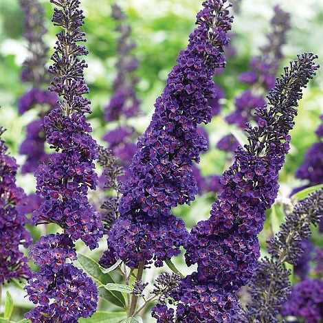 Buddleja Liliac de Vara Mov
