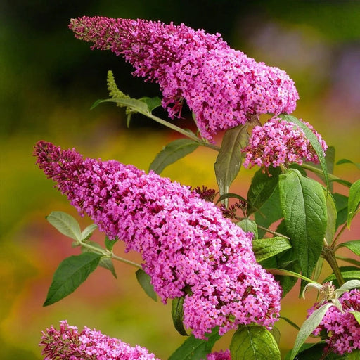 Buddleja Liliac de Vara Roz