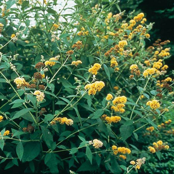 Buddleja Liliac de Vara Galben , 100 cm , ghiveci de 10 litri