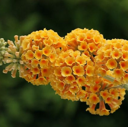 Buddleja Liliac de Vara Galben , 100 cm , ghiveci de 10 litri