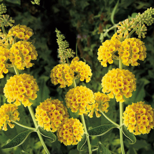 Buddleja Liliac de Vara Galben , 100 cm , ghiveci de 10 litri