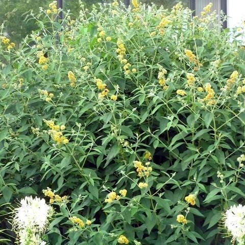 Buddleja Liliac de Vara Galben , 100 cm , ghiveci de 10 litri