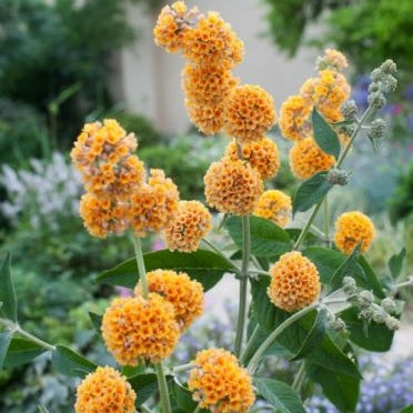 Buddleja Liliac de Vara Galben , 100 cm , ghiveci de 10 litri