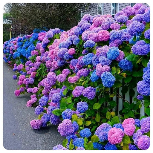 Hortensia "Lillac Breeze", la ghiveci  3 l
