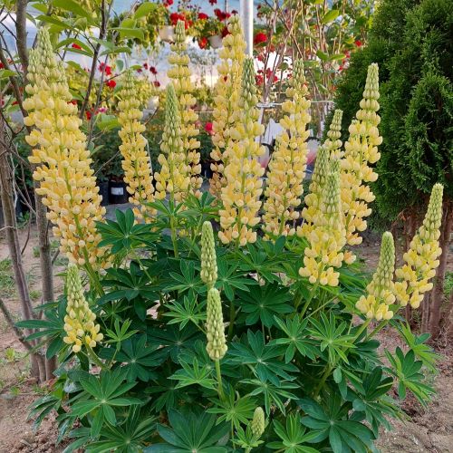 Lupin galben la ghiveci cu flori verticale, plantă ornamentală în grădină
