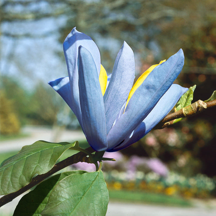 Голубая опаловая магнолия на ветке, крупный бутон с жёлто-синими лепестками, сад
