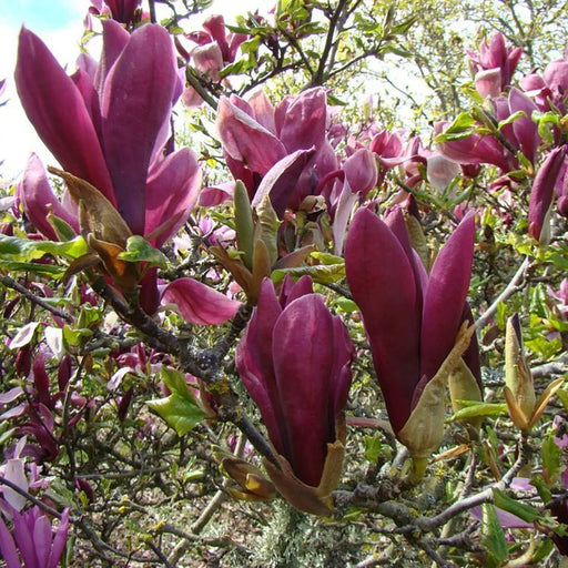 Magnolia "Nigra", la ghiveci de 2L