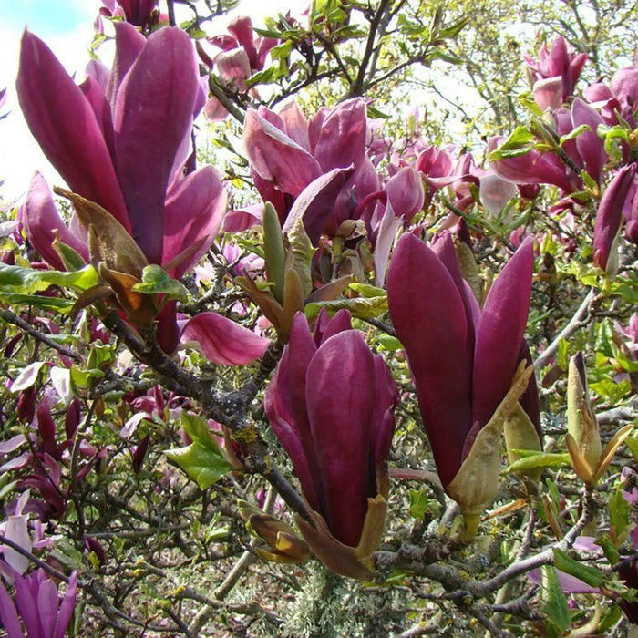 Magnolia "Nigra", la ghiveci de 2L