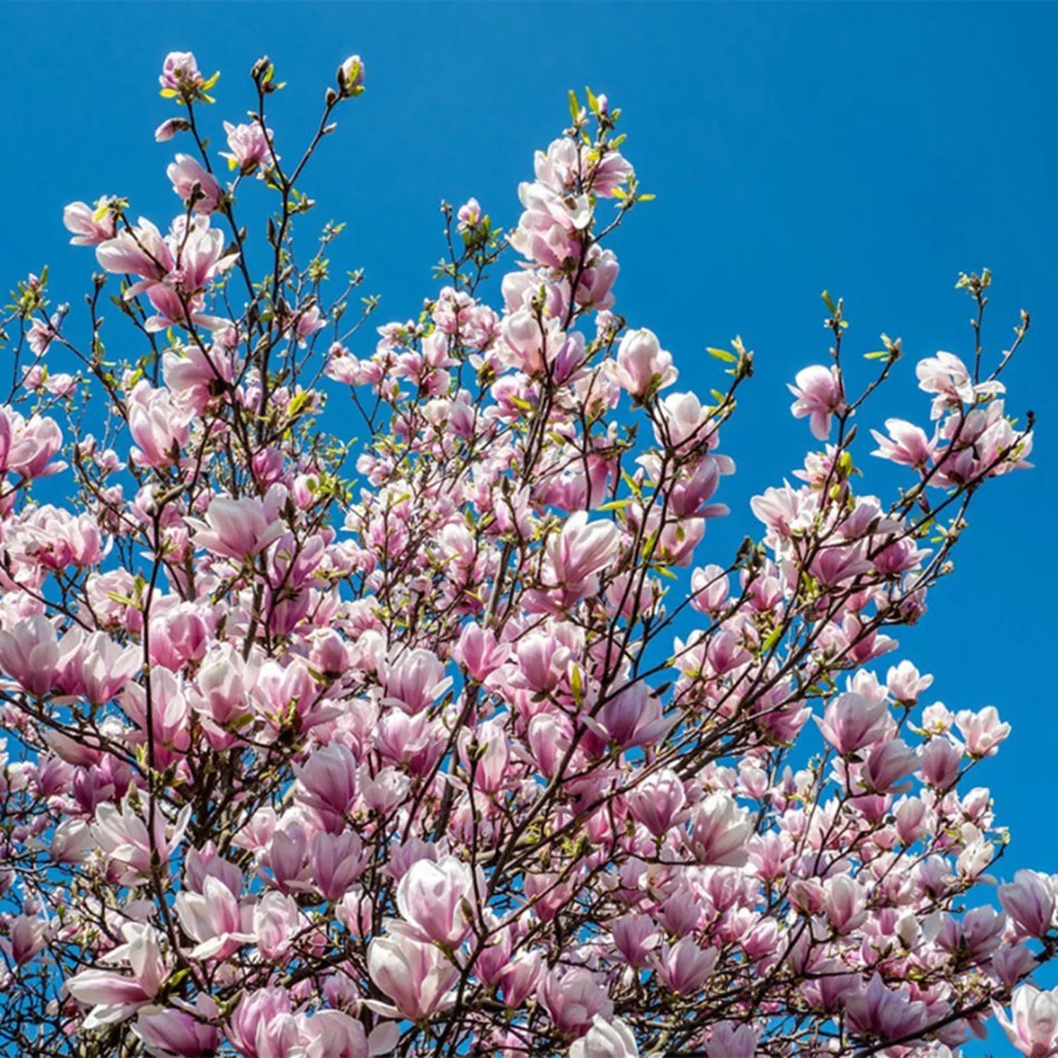 Magnolia Soulangeana "Alexandrina", la ghiveci de 2L