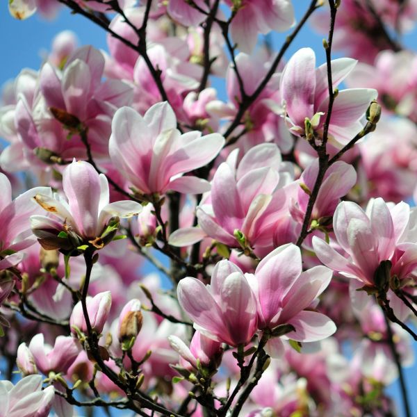 Magnolia Soulangeana "Alexandrina", la ghiveci de 2L
