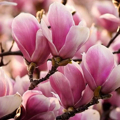 MagnoliaNo.927☆No.928☆No.930 Magnolia Soulangeana 