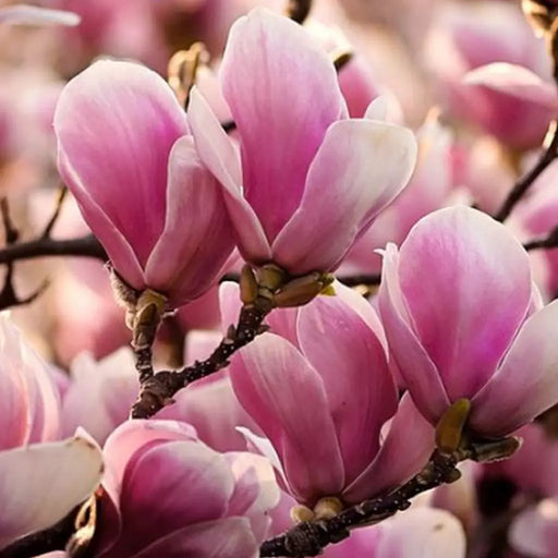 Magnolia Soulangeana "Alexandrina", la ghiveci de 2L