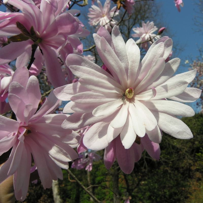 Magnolia Stellata 