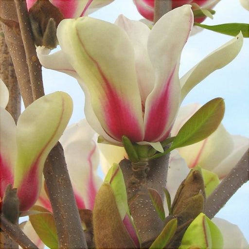 Magnolia "Sunrise", la ghiveci de 2L