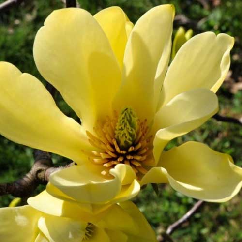 Magnolia "Yellow River", la ghiveci de 2L