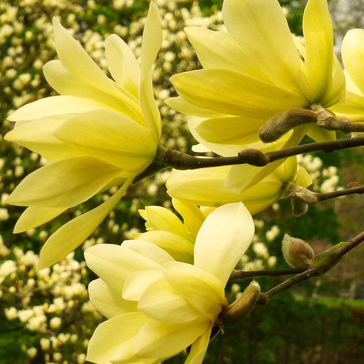 Magnolia "Yellow River", la ghiveci de 2L