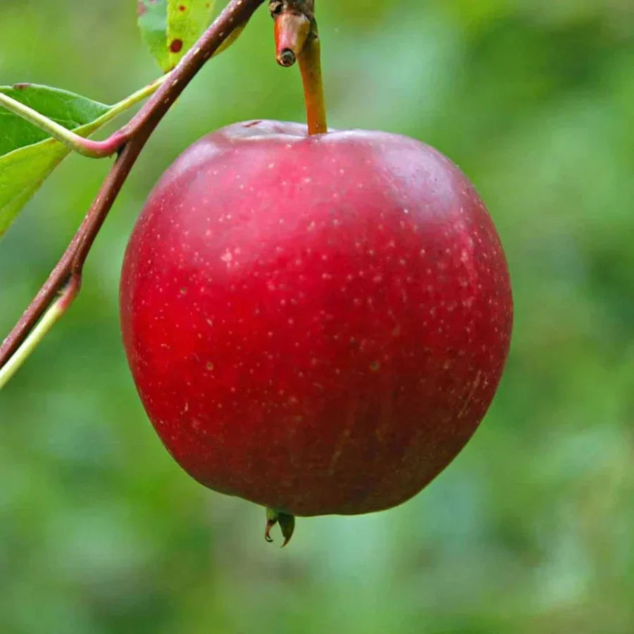 Pomi Fructiferi - Mar Aromat de Vara - Anul 3 - 1 buc - Pepiniera Romaniei