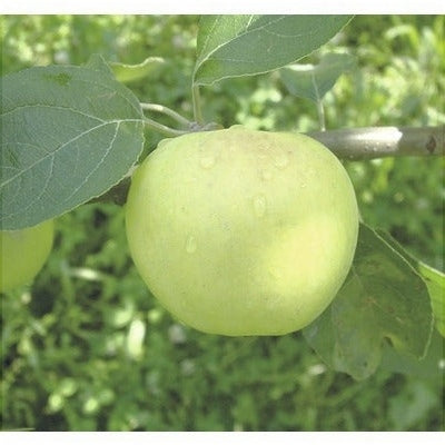 Măr "Clar Alb", Anul 2, 1 Bucată