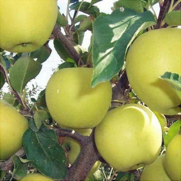 Созревшие жёлтые яблоки на ветке яблони сорта, зелёные листья, лето