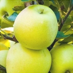 Măr "Clar Alb", Anul 2, 1 Bucată