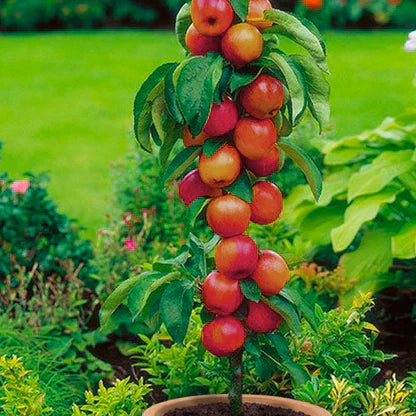 Pomi Fructiferi - Mar Columnar de Vara - Anul 3 - 1 buc - Ghiveci