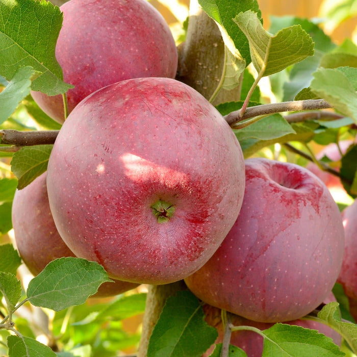 Mar "Florina", Anul 2, 1 Bucata