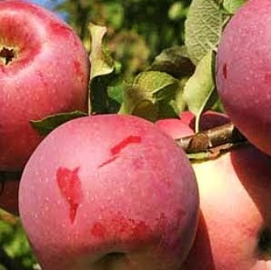 Pomi Fructiferi - Mar Florina - Anul 3 - 1 buc - Pepiniera Romaniei