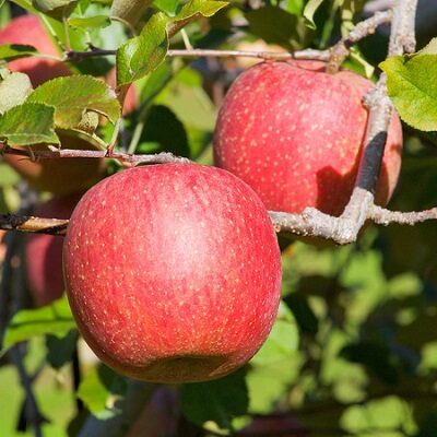 Mar "Fuji", Anul 2, 1 Bucata