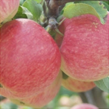 Pomi Fructiferi - Măr Generos - Anul 3 - 1 buc - Pepiniera Romaniei