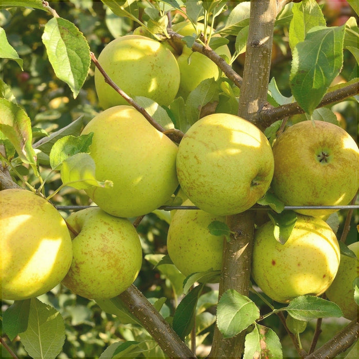 Mar "Golden Delicious", Anul 2, 1 Bucata