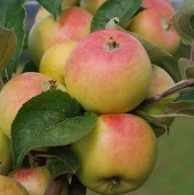 Mar "Golden Rosa", Anul 2, 1 Bucata