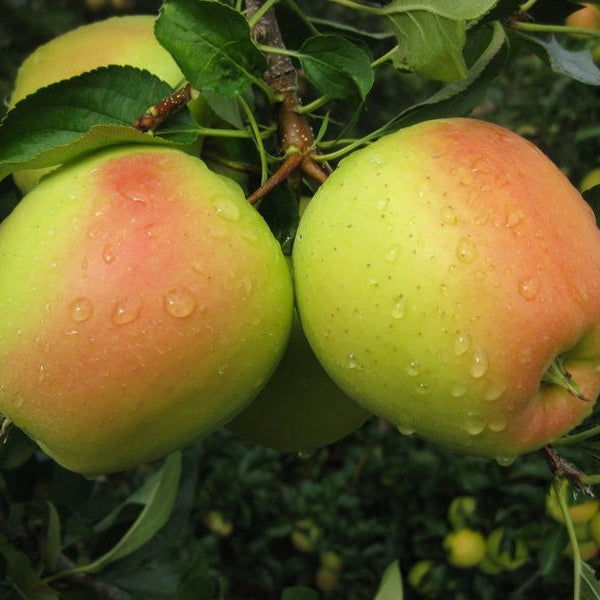 Mar "Golden Rosa", Anul 2, 1 Bucata