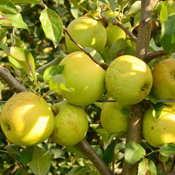 Pomi Fructiferi - Mar Golden Spur - Anul 3 - 1 buc - Pepiniera Romaniei