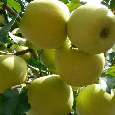 Mar "Golden Spur", Anul 2, 1 Bucata