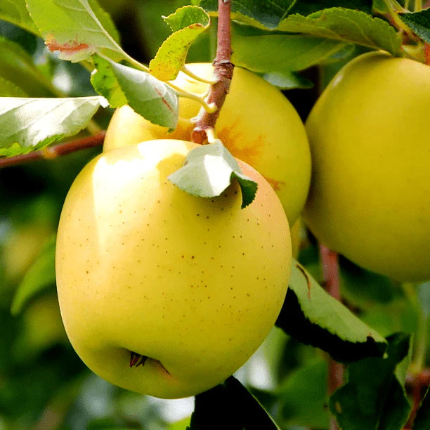 Pachet Mixt 2 Meri, Păr, Prun, Gutui, 5 Bucăți