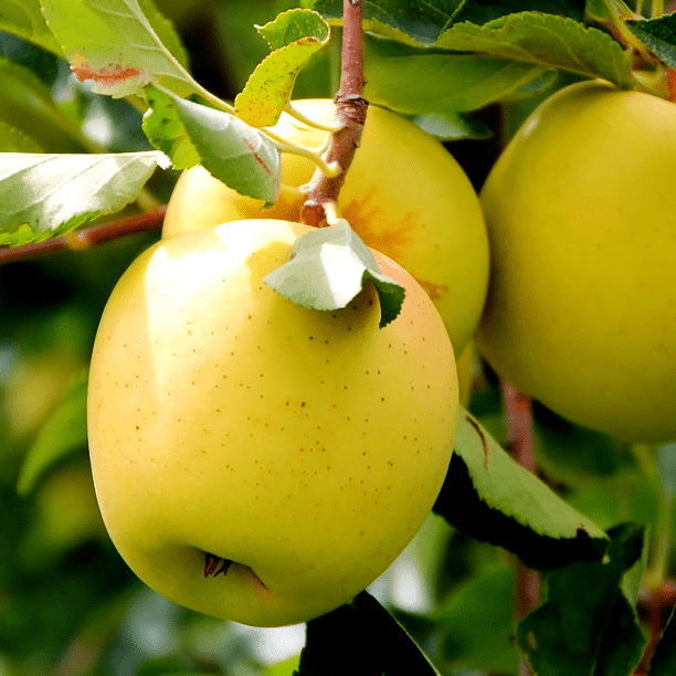 Mar "Golden Spur", Anul 2, 1 Bucata