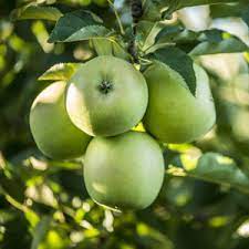 Mar "Granny Smith", Anul 2, 1 Bucata