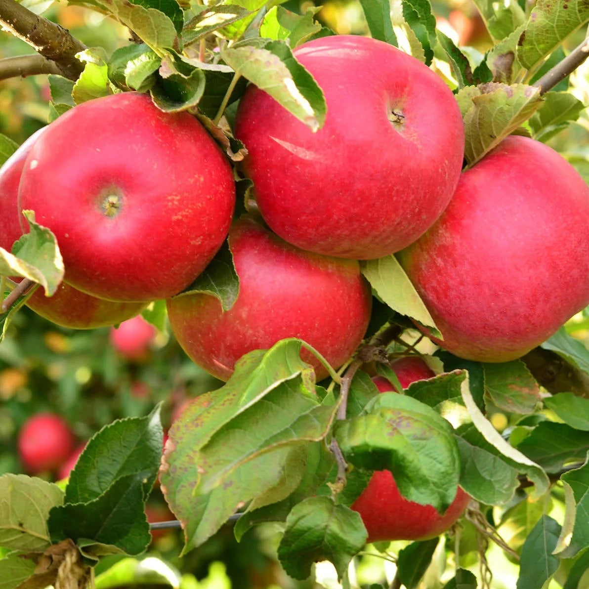 Pachet Mixt 3 Măr 10 Bucăți