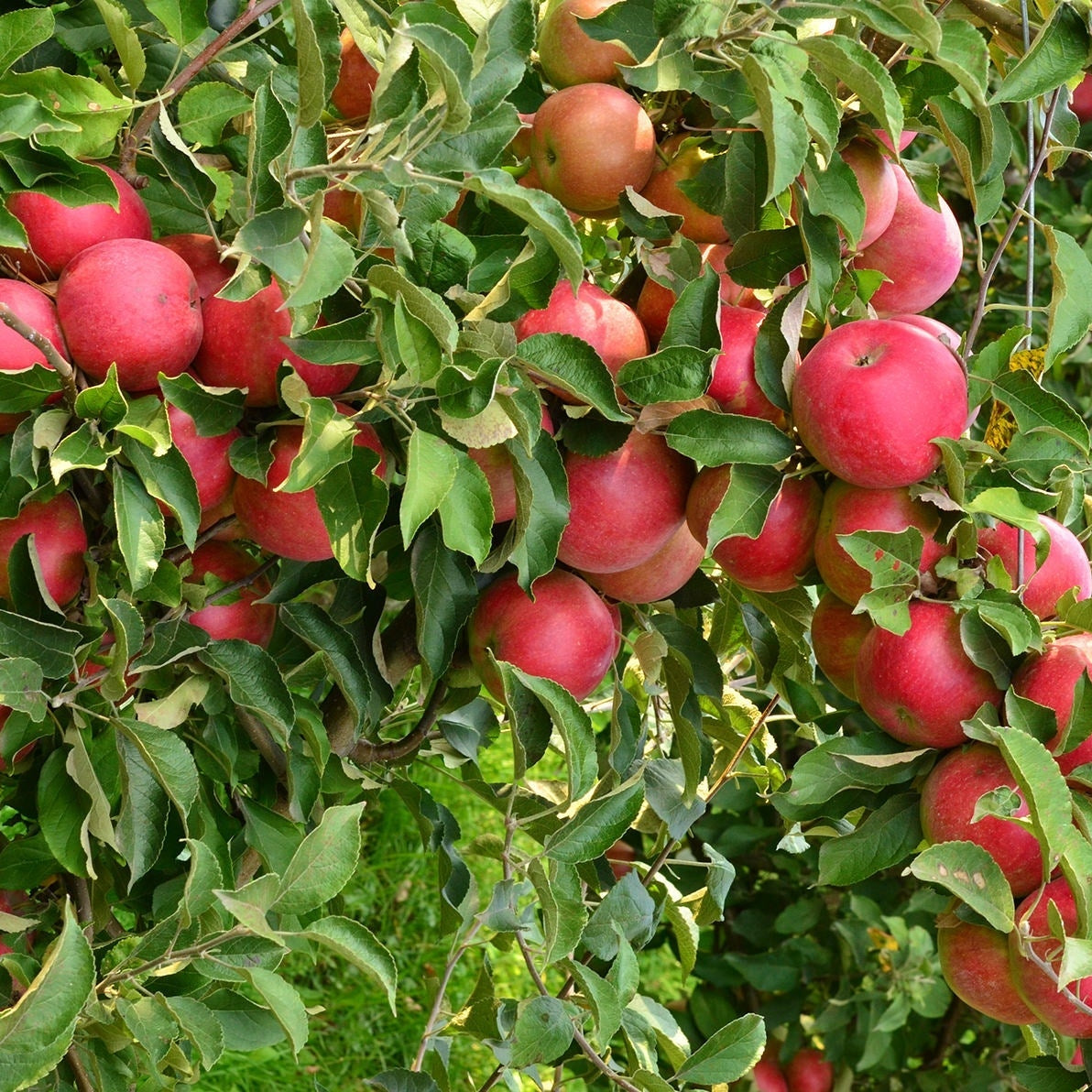 Măr "Idared", Anul 2, 1 Bucată