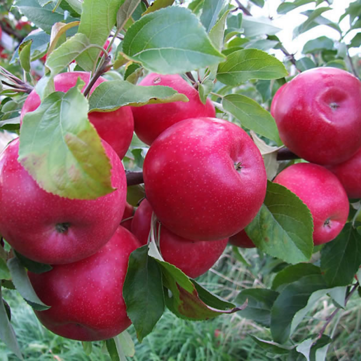 Măr "Idared", Anul 2, 1 Bucată