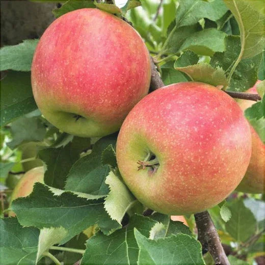 Pomi Fructiferi  - Măr Jonagold - Anul 3 - 1 buc - Pepiniera Romaniei