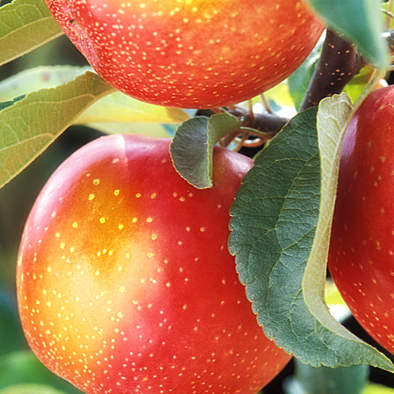 Pomi Fructiferi - Mar Jonathan - Anul 3 - 1 buc - Pepiniera Romaniei