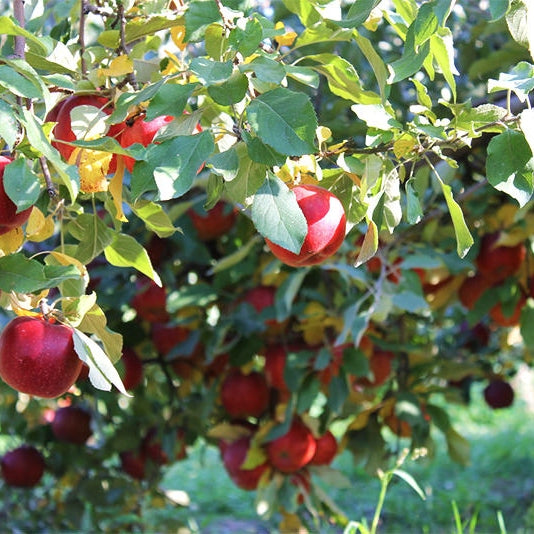 Pomi Fructiferi - Mar Jonathan - Anul 3 - 1 buc - Pepiniera Romaniei