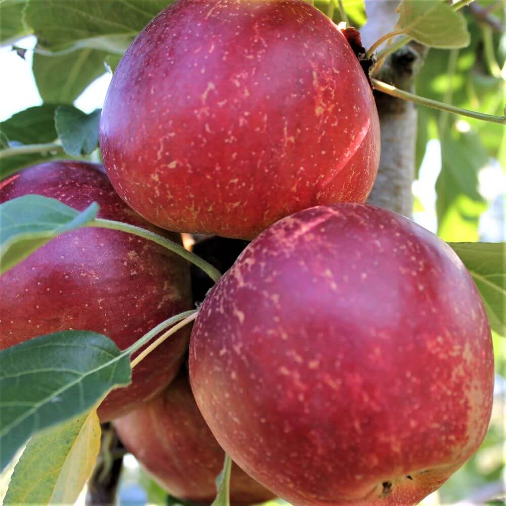 Pomi Fructiferi - Mar Jonathan - Anul 3 - 1 buc - Pepiniera Romaniei