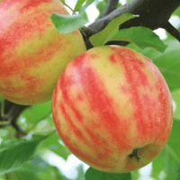 Mar "Karneval", Anul 2, 1 Bucata