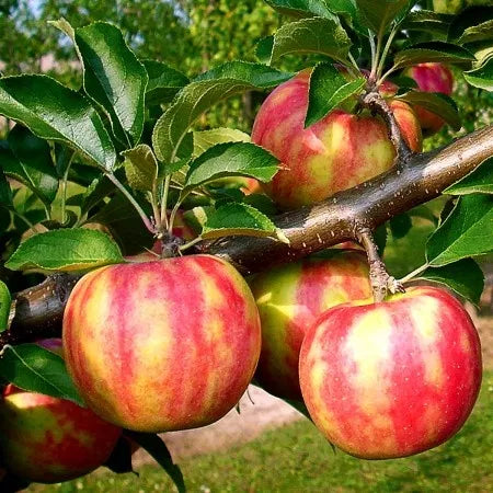 Pachet Mixt 3 Măr 10 Bucăți