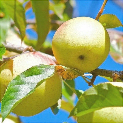 Mar "Poinic", Anul 2, 1 Bucata