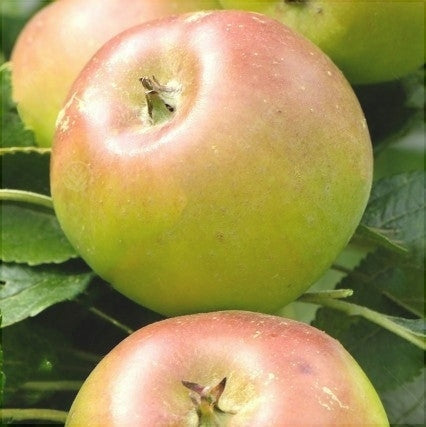 Mar "Poinic", Anul 2, 1 Bucata